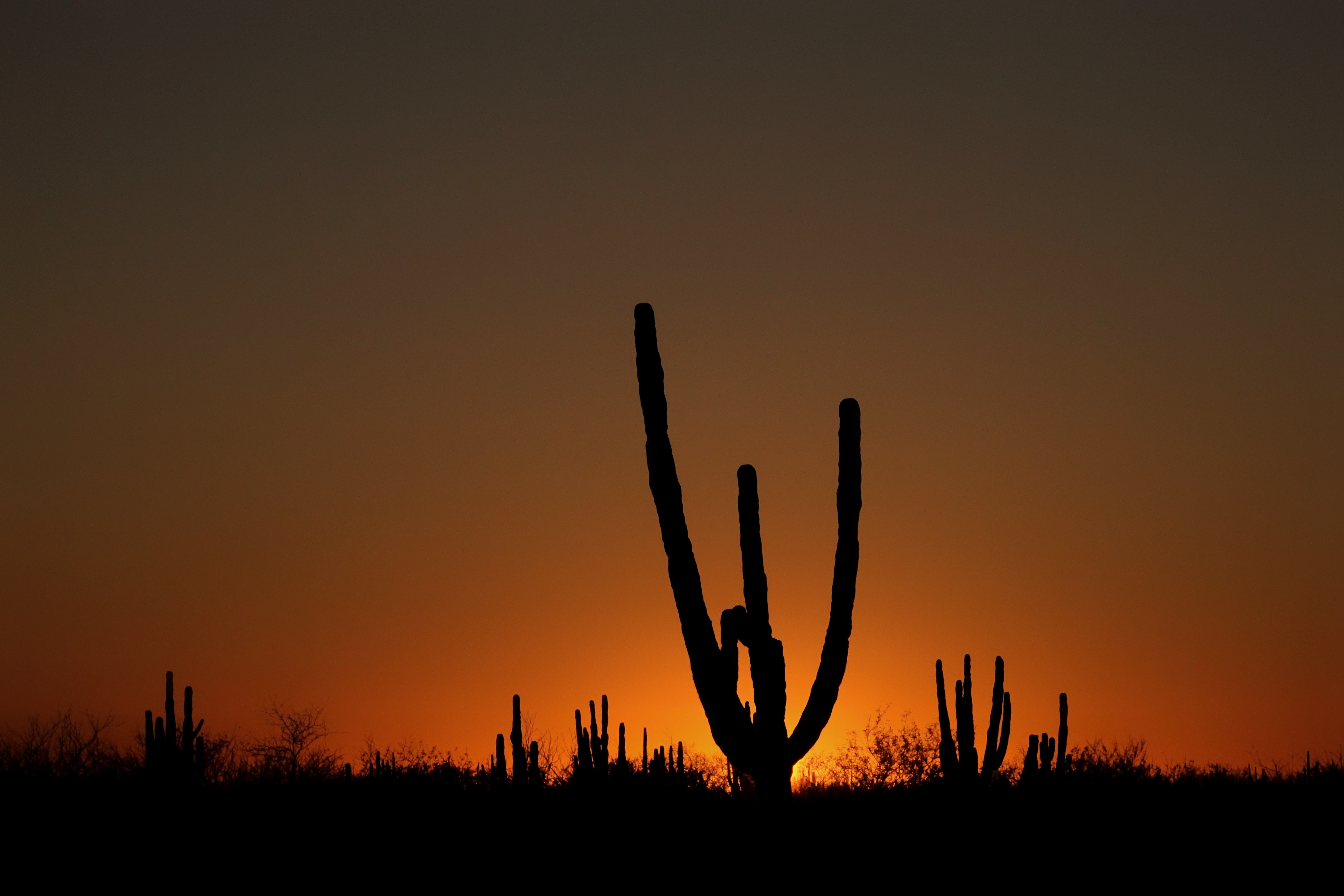 Silhouette de cactus au crépuscule